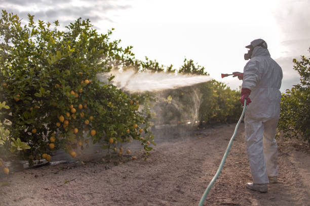 Best Pest Inspection Near Me  in Mount Gay Shamrock, WV