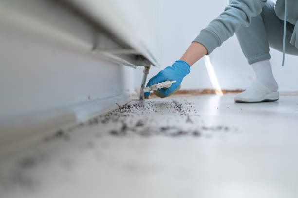 Best Exterminator Services  in Mount Gay Shamrock, WV